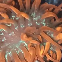 Anemoni quadricolor sunburst acquario marino