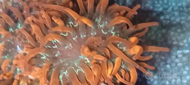 Anemoni quadricolor sunburst acquario marino