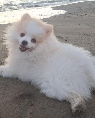 2 Volpini di Pomerania
