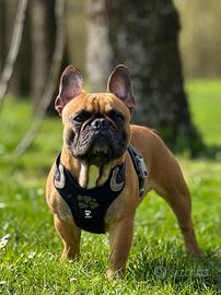 Monta Bulldog Francese