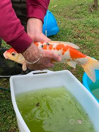 Carpa koi
