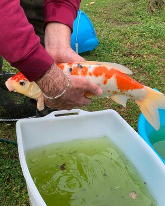 Carpa koi