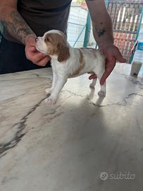 Cuccioli Breton