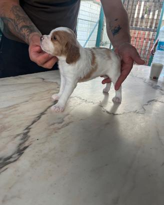 Cuccioli Breton