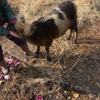 Agnello