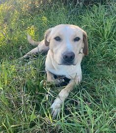 Igor mix labrador