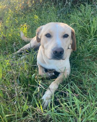 Igor mix labrador