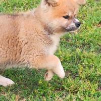 Akita Cucciolo