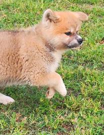 Akita Cucciolo