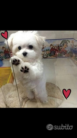 Cucciola Maltipoo mini toy da borsetta