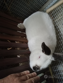 Conigli carmagnola e California puri