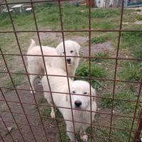 Pastore maremmano cuccioli di 2 mesi