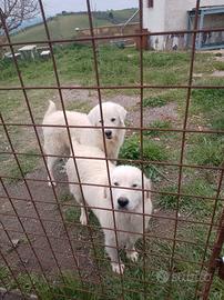 Pastore maremmano cuccioli di 2 mesi