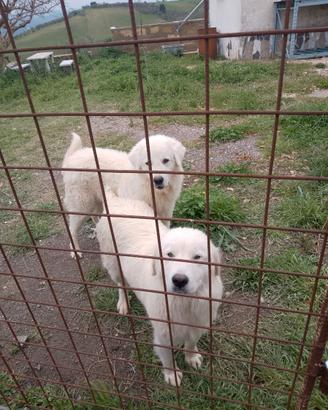 Pastore maremmano cuccioli di 2 mesi