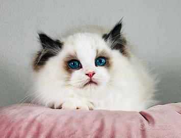 Ragdoll gattini pura razza pedigree riconosciuto