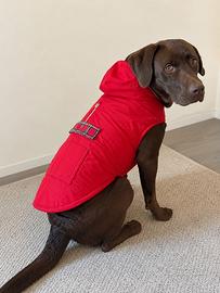 Impermeabile rosso per cane con cappuccio