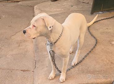 Femmina di dogo disponibile per monta