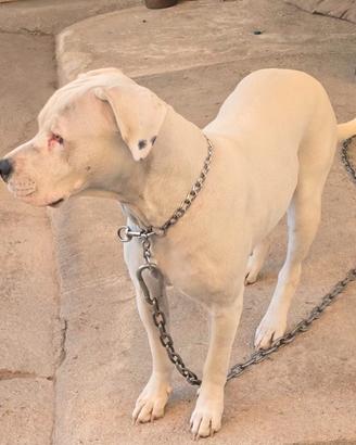 Femmina di dogo disponibile per monta