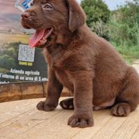 Cuccioli di Labrador Cioccolato-Marina Lab