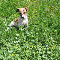 Cuccioli Jack Russell