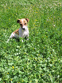 Cuccioli Jack Russell