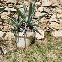Agave