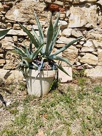 Agave