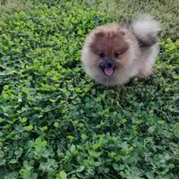 Volpino spitz tedesco piccolo