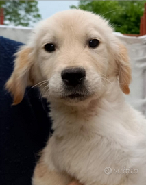 Golden retriever Angloameicano