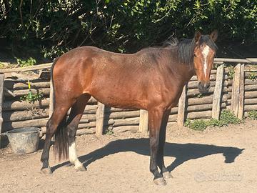 Puledra da salto ostacoli di grande genealogia