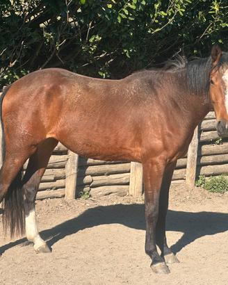 Puledra da salto ostacoli di grande genealogia