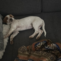 2 cuccioli incrocio bretton, setter maschi