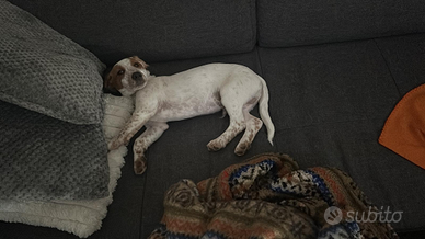 2 cuccioli incrocio bretton, setter maschi