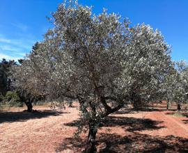 Castelvetrano Aagricolo Contrada Seggio/Latomie