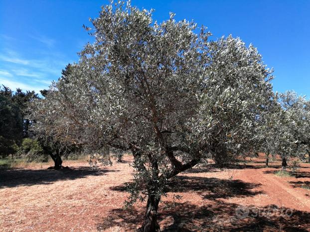 Castelvetrano Aagricolo Contrada Seggio/Latomie