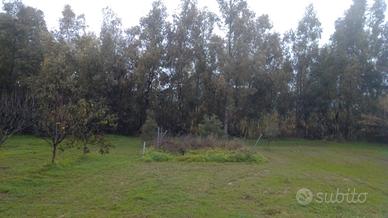 Terreno agricolo a Torpè