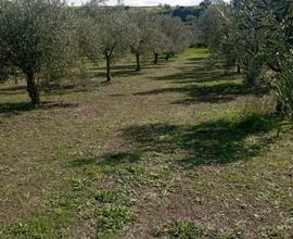 Oliveto in produzione (Nurri)