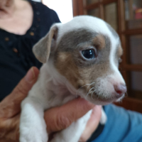 Jack Russell