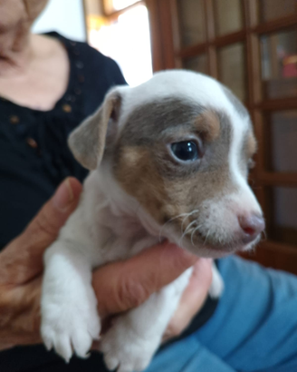 Jack Russell
