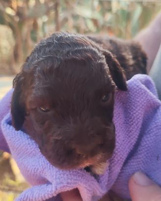 Cucciolli di lagotto romagnolo