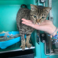 Gatto femmina circa 9 mesi sterilizzata