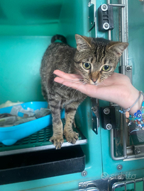 Gatto femmina circa 9 mesi sterilizzata