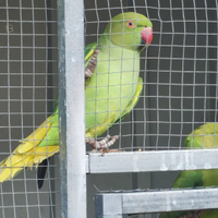Parrocchetti dal collare