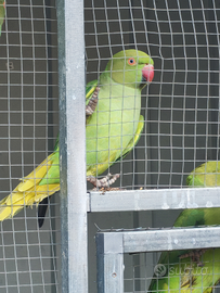 Parrocchetti dal collare