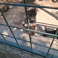 Cuccioli Pastore tedesco disponibili