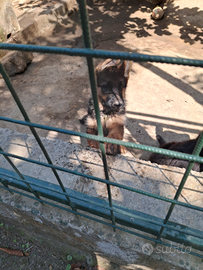 Cuccioli Pastore tedesco disponibili