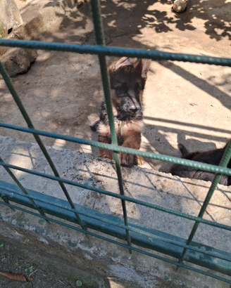 Cuccioli Pastore tedesco disponibili