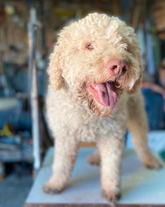 Lagotto romagnolo per monte