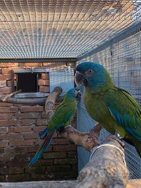 Ara couloni ed altri pappagalli