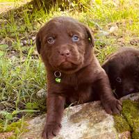 Cuccioli di Labrador color cioccolato